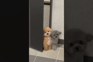 Cutest puppies (dogs) #doglover