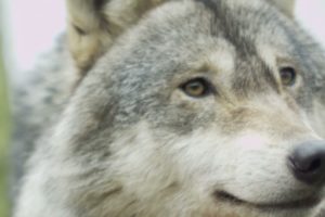 Cutest puppies in the world