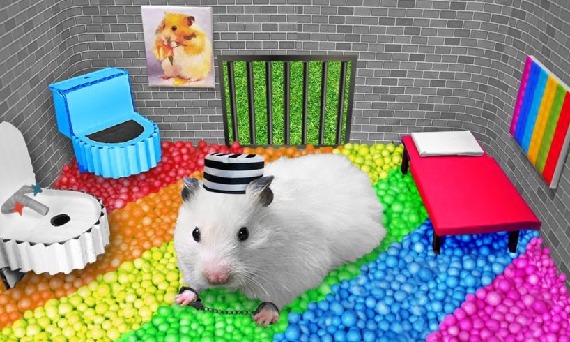 🌈 DIY Hamster Maze | Colorful Prison