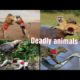 Deadly animal fight and encounters| Eid special video|Animal fights|Animal encounters