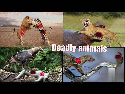 Deadly animal fight and encounters| Eid special video|Animal fights|Animal encounters