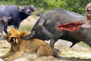 Discovery Wild Animal Fights | 2 Buffalo vs 10 Lion, Hyena & Wild dogs attacks Deer - Baboon,tiger.