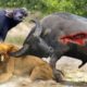 Discovery Wild Animal Fights | 2 Buffalo vs 10 Lion, Hyena & Wild dogs attacks Deer - Baboon,tiger.