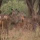 Discovery Wild Animal Fights,Hyena & Wild dogs attacks Deer Baboon,tiger, 2 Buffalo vs 10 Lion,