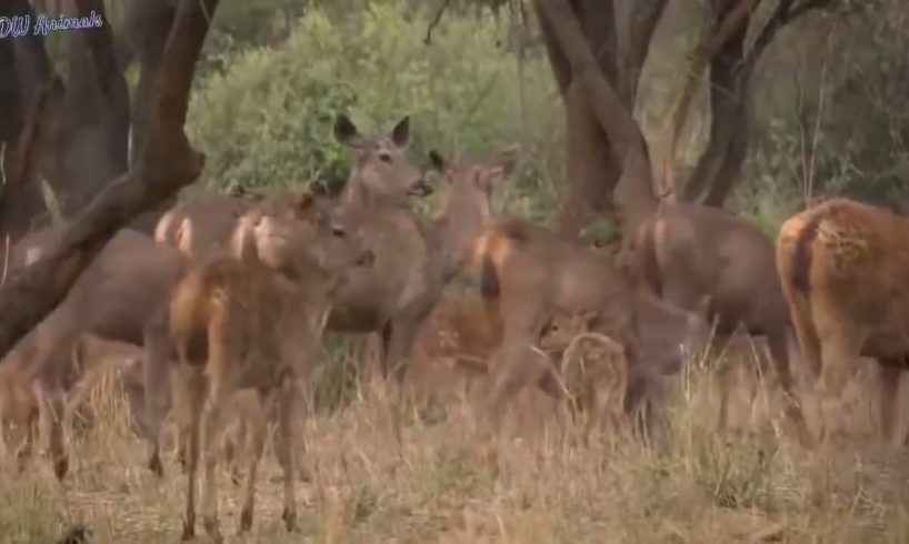 Discovery Wild Animal Fights,Hyena & Wild dogs attacks Deer Baboon,tiger, 2 Buffalo vs 10 Lion,