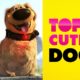 Disney Top 10 Cutest Dogs