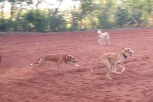 Dog Fight | Multi Dog Fighting | Dog and Dog | Animal Fighting  | Indianvillage Livings