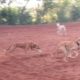 Dog Fight | Multi Dog Fighting | Dog and Dog | Animal Fighting  | Indianvillage Livings