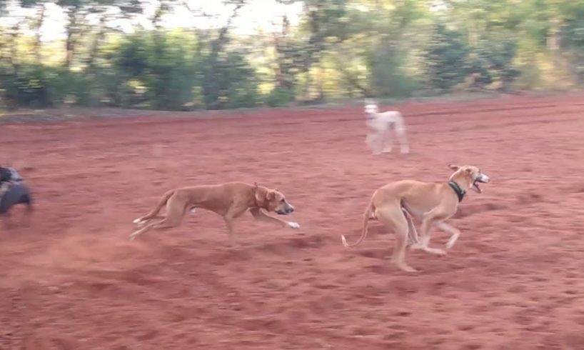 Dog Fight | Multi Dog Fighting | Dog and Dog | Animal Fighting  | Indianvillage Livings