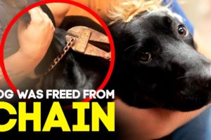 Dog Freed from Chain - Horse Shelter Heroes S3E12