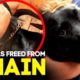 Dog Freed from Chain - Horse Shelter Heroes S3E12