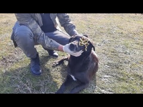 Dog RESCUED and Rehabilitated! Feeding Abandoned Stray Dogs And Animal Rescue