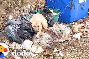 Dog Rescued From A Dumpster | The Dodo Foster Diaries