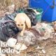 Dog Rescued From A Dumpster | The Dodo Foster Diaries