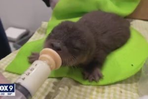 Dog fighting cancer rescues orphan otter pup from St. Croix River | FOX 9 KMSP
