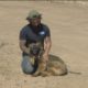 Dog trainer rescues 35 German Shepherds from Ukraine