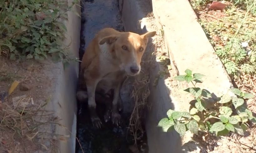 Dog with double fractures of hind legs rescued and runs again.