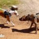 Dos perros rescatados juntos tienen la reunión más dulce | Puro Pitbull | El Dodo