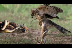 Eagle vs Snake | Animals Fight | Snake Real Fight Eagle | Wildlife