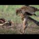 Eagle vs Snake | Animals Fight | Snake Real Fight Eagle | Wildlife