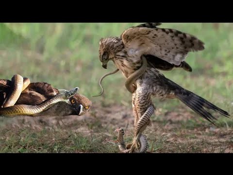 Eagle vs Snake | Animals Fight | Snake Real Fight Eagle | Wildlife