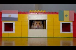 Egypt Vs Senegal - Animals World Cup 2022 Play-Off Prediction