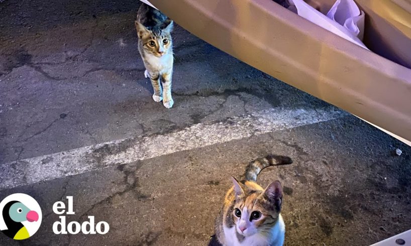 Estos padres estaban en contra de tener mascotas hasta que... ❤️ | El Dodo