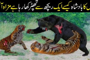 Extreme fights Tiger vs Bear | Most Amazing Moments Of Wild Animal | Wild Animals Attack