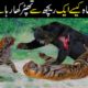 Extreme fights Tiger vs Bear | Most Amazing Moments Of Wild Animal | Wild Animals Attack
