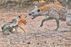 Failed Animal Fights And Predator Attacks