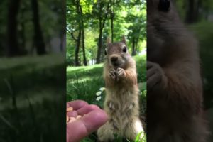 Feeding Squishy Chipmunk Peanuts😍 #shorts