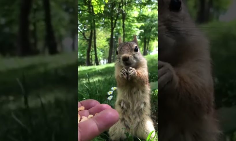 Feeding Squishy Chipmunk Peanuts😍 #shorts