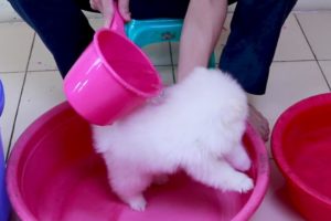 First Cute Pomeranian Puppy Bath | Funny Dogs Puppies | Min Puppy #6