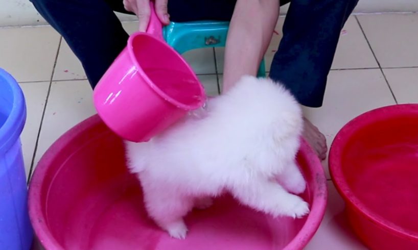 First Cute Pomeranian Puppy Bath | Funny Dogs Puppies | Min Puppy #6