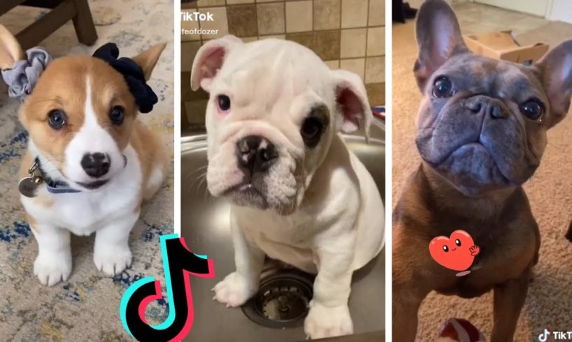 Funniest Doggos of TikTok ~ Most Adorable Puppies TIK TOK