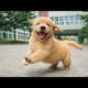 Funniest & Cutest Golden Retriever Puppies - 30 Minutes of Funny Puppy Videos 2022 #5