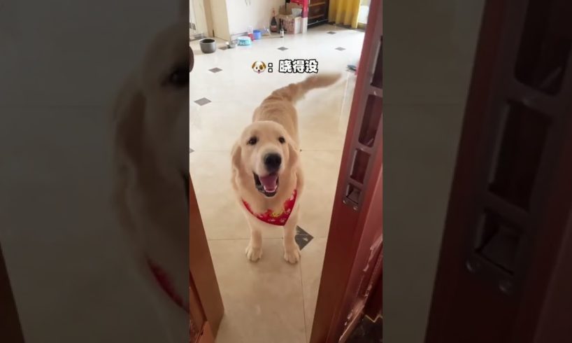 Funniest & Cutest Puppies - Funny Puppy Videos | Cute and Funny Dog Videos | Minutes of Funny Puppy