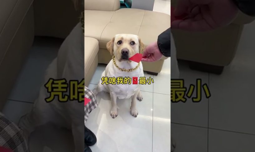 Funniest & Cutest Puppies Videos #Short #7