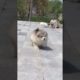 Funniest and Cutest Puppies, Funny Puppy Video 2022 Ep339