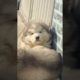 Funniest and Cutest Puppies, Funny Puppy Video 2022 Ep416