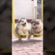 Funniest and Cutest Puppies, Funny Puppy Video 2022 Ep417