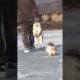 Funniest and Cutest Puppies, Funny Puppy Video 2022 Ep418