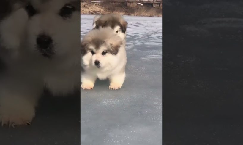 Funniest and Cutest Puppies, Funny Puppy Video 2022 Ep429