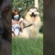 Funniest and Cutest Puppies, Funny Puppy Video 2022 Ep437