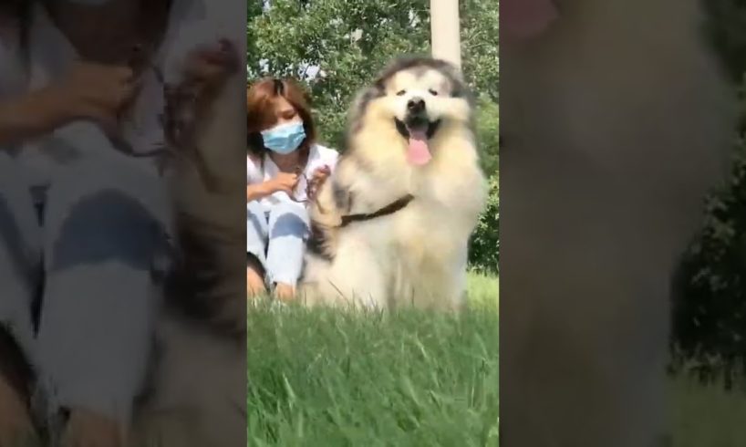 Funniest and Cutest Puppies, Funny Puppy Video 2022 Ep437