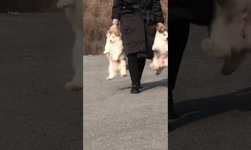 Funniest and Cutest Puppies, Funny Puppy Video 2022 Ep454