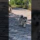 Funniest and Cutest Puppies, Funny Puppy Video 2022 Ep470