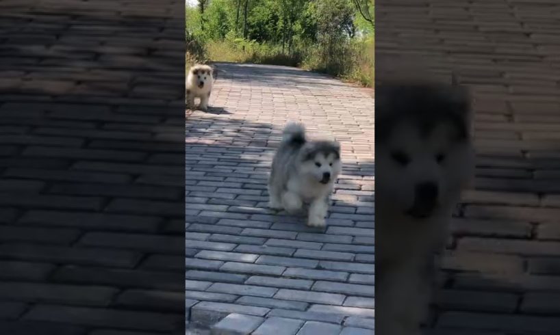 Funniest and Cutest Puppies, Funny Puppy Video 2022 Ep470