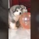 Funniest and Cutest Puppies, Funny Puppy Video 2022 Ep480