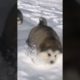 Funniest and Cutest Puppies, Funny Puppy Video 2022 Ep483